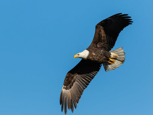 Bald Eagle Liberty