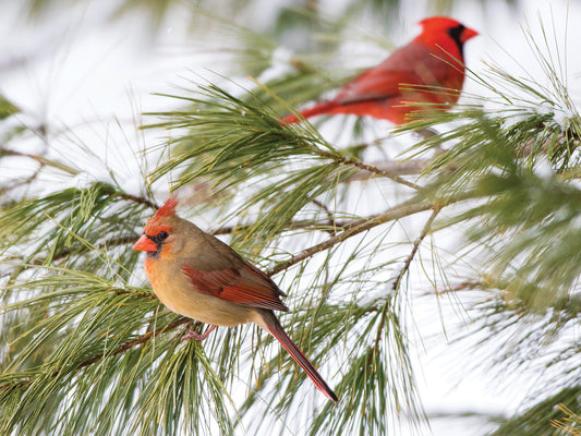 Red Cardinals Pine Perch