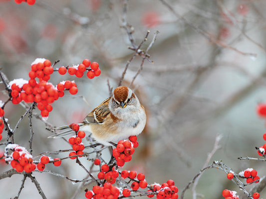 Winterberry Sparrow