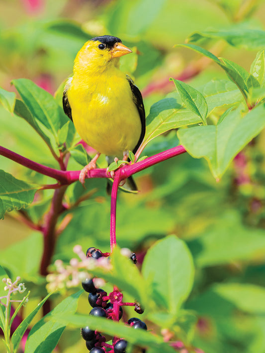 American Goldfinsh