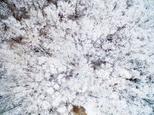 Snowy Trees Illinois