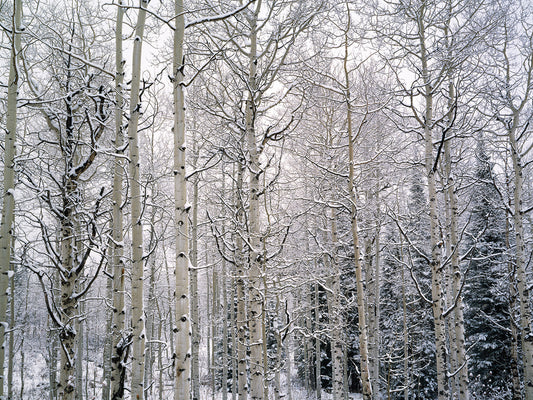 Vail Colorado Winter