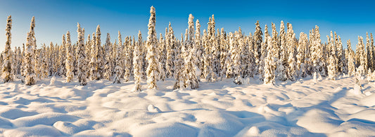 Winter Wonders Alaska