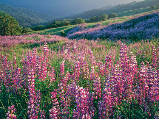 Texas Pink Lupines