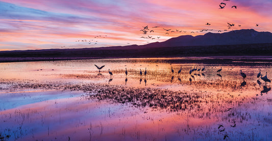 Bosque Sandhill Crane