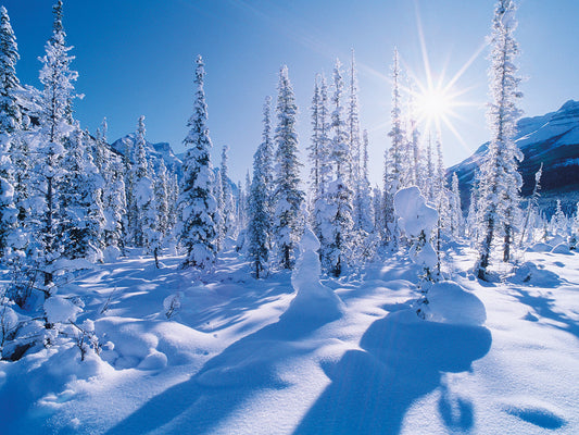 Sunny Evergreens Banff