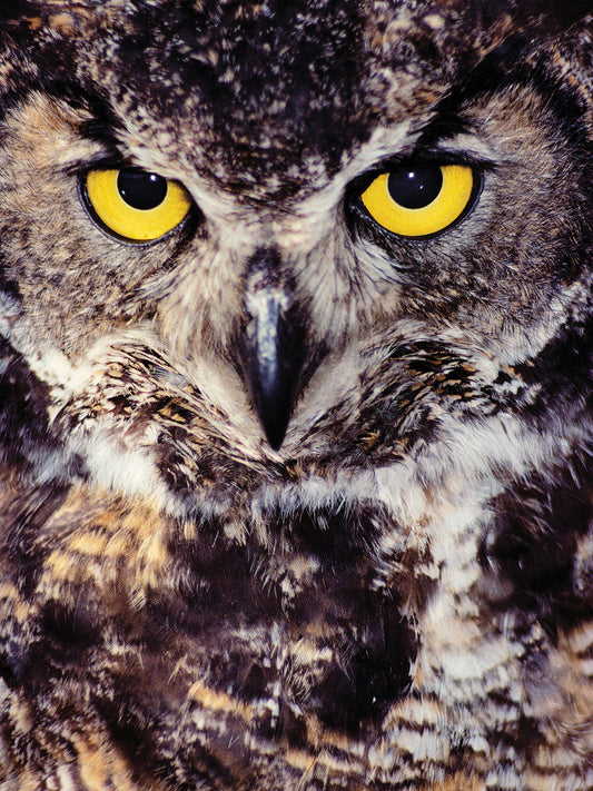 Wise Great Horned Owl