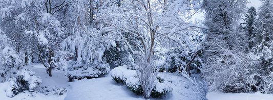 Seattle Winter Forest