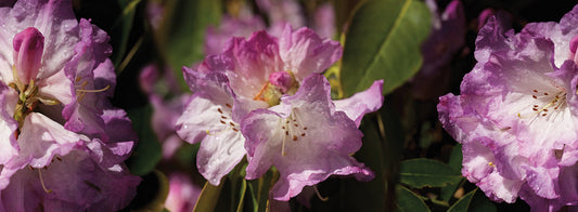 Seattle Spring Blooms