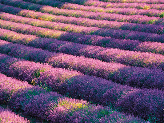 Provence Reves Lavender