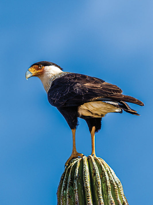 Cactus Caracara