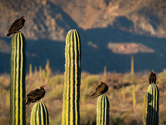 Desert Cacti Vultures