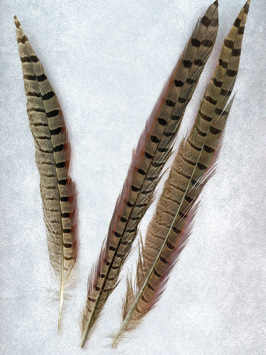 Feathers #3