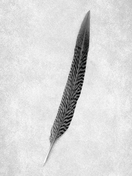 Feathers #4