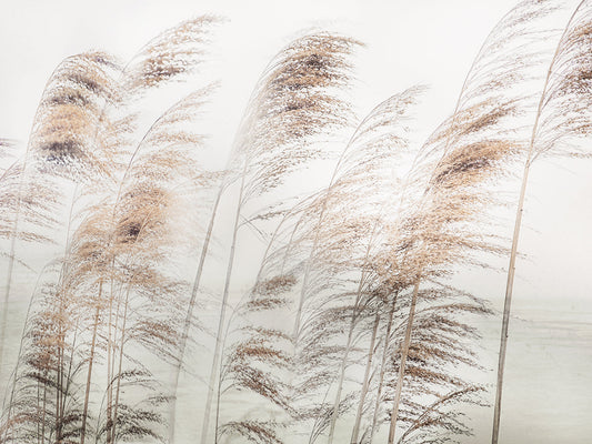 Delicate Pampas