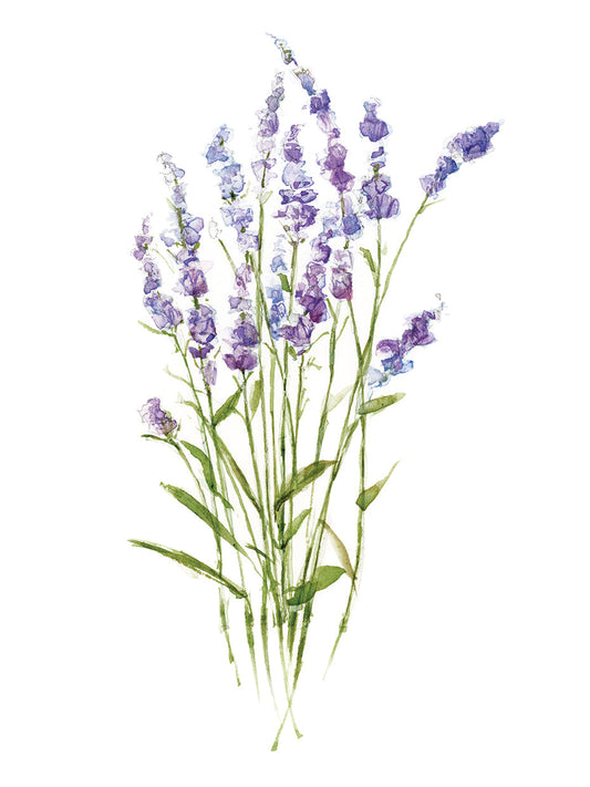 Sweet Lavender I