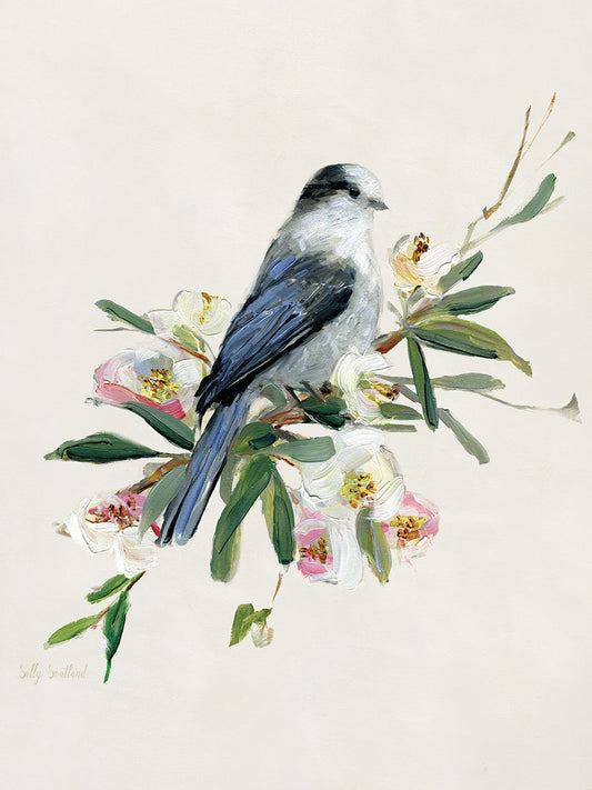 Spring Song Gray Jay