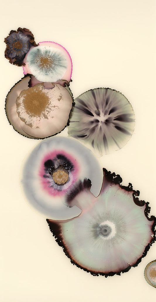 Magnolia III