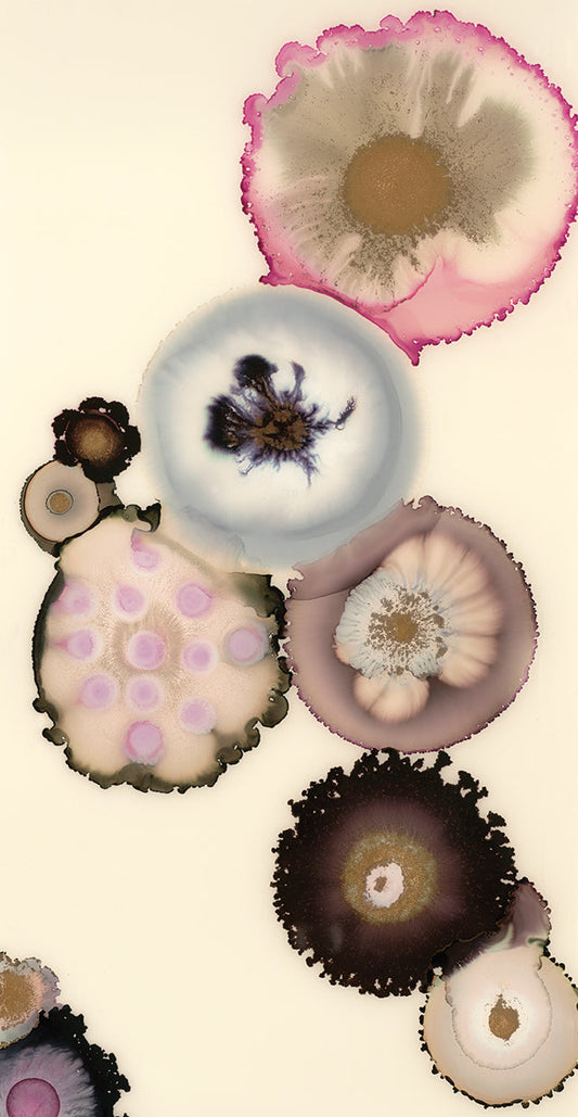 Magnolia IV