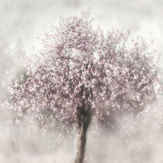 Blossoms of Spring II