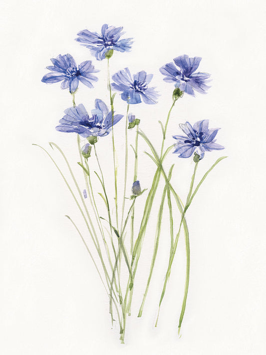 Dainty Botanical Cornflower