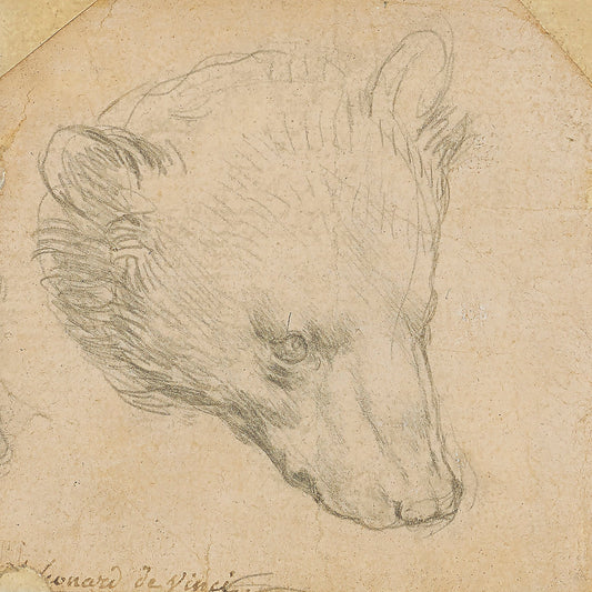 Head of a bear