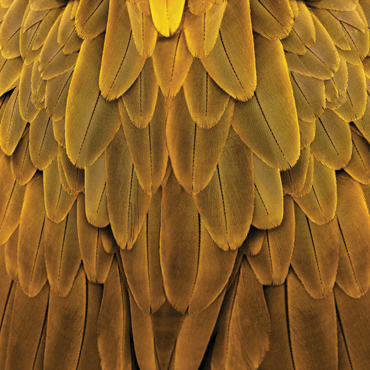 Feathered Friend - Golden