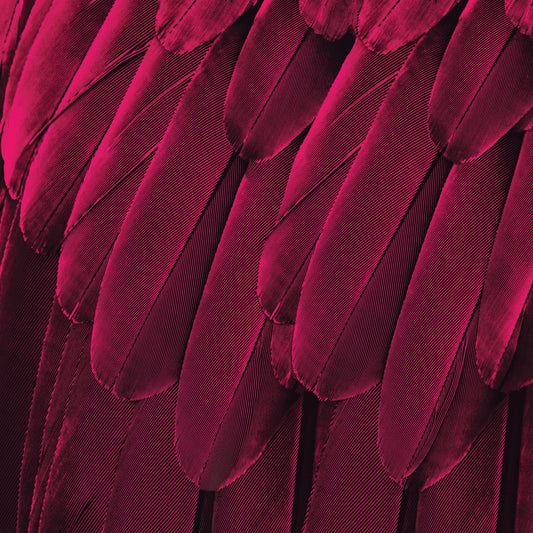 Feathered Friend - Magenta