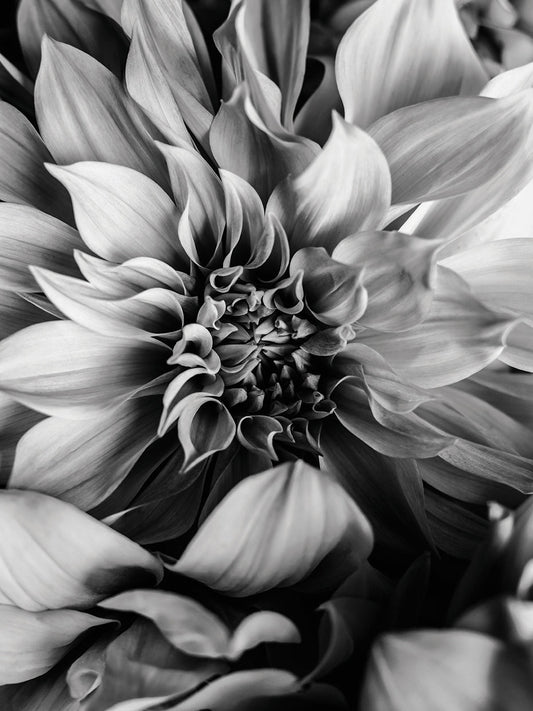 B&W Flower 4