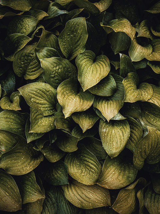 Hostas Leaves