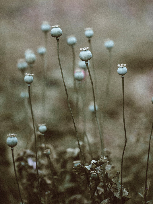 Poppy Pods