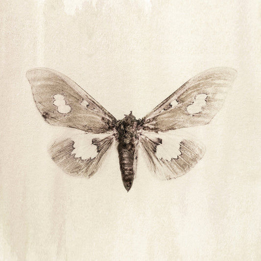 Sepia Moth