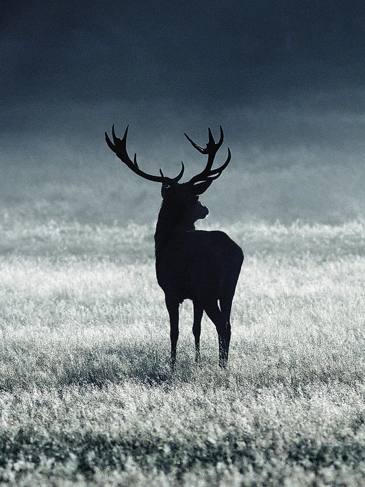 Silhouette Deer