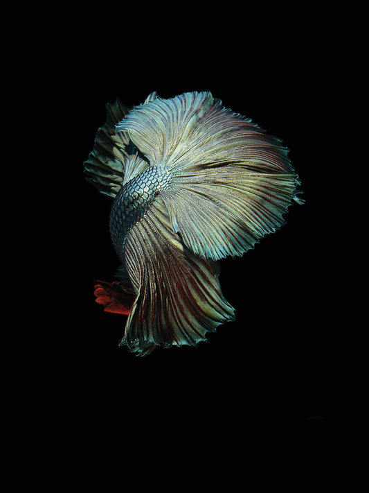Turquoise and Red Betta