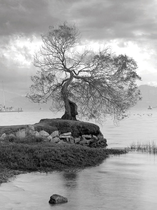 Coastal Oak Series No. 1