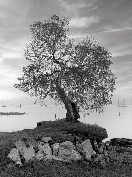 Coastal Oak Series No. 2