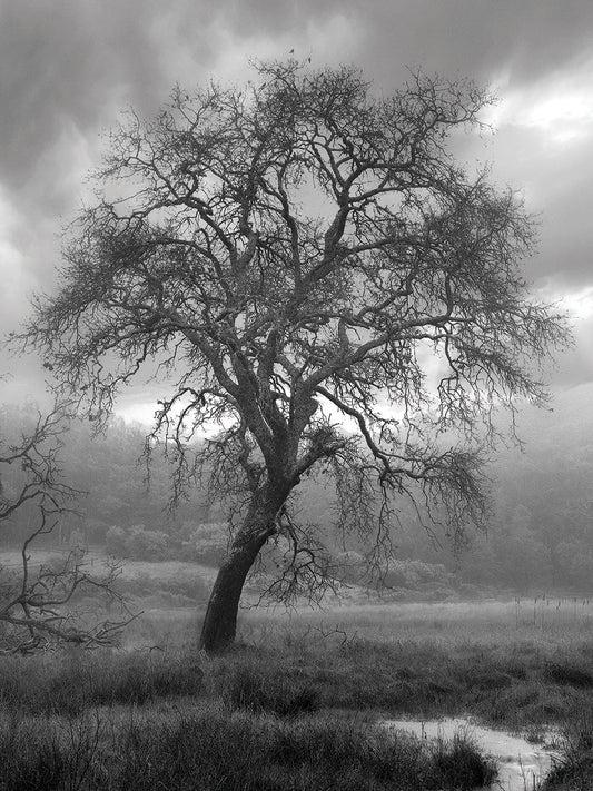 Coastal Oak Series No. 13