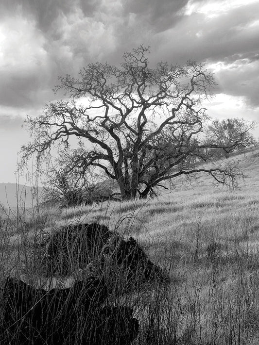 Coastal Oak Series No. 16