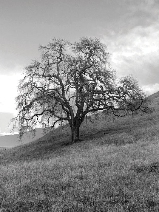 Coastal Oak Series No. 17