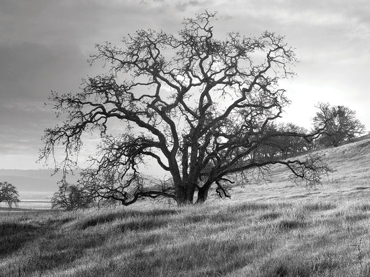 Coastal Oak Series No. 47