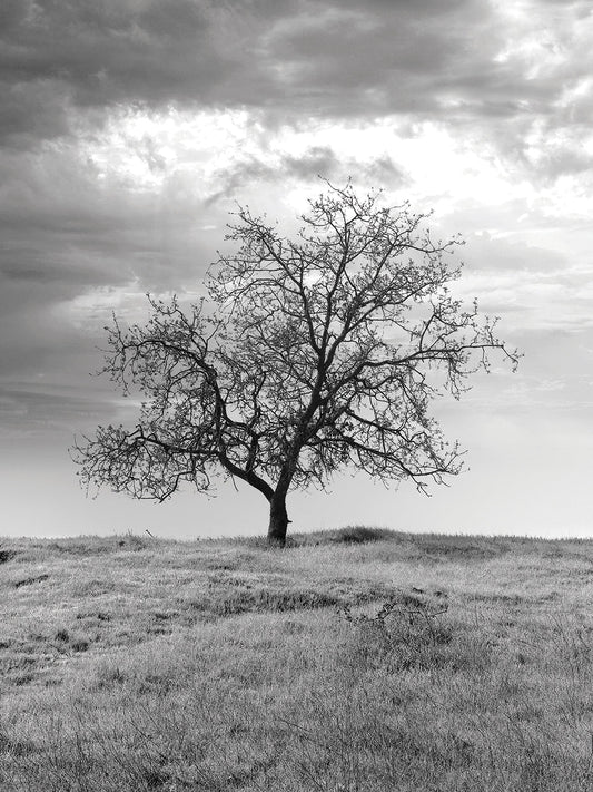 Coastal Oak Series No. 23