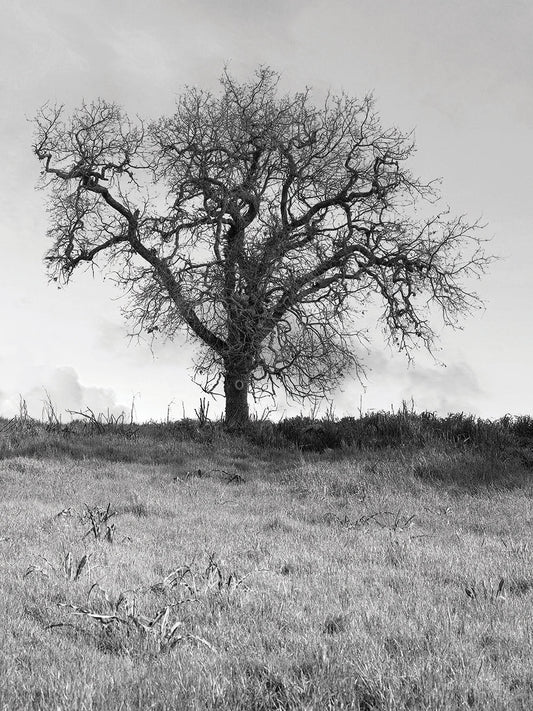 Coastal Oak Series No. 30