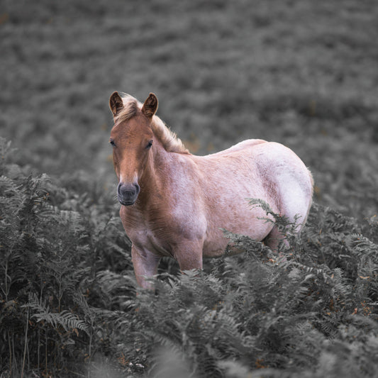 Horse 081