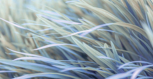 Grass 160