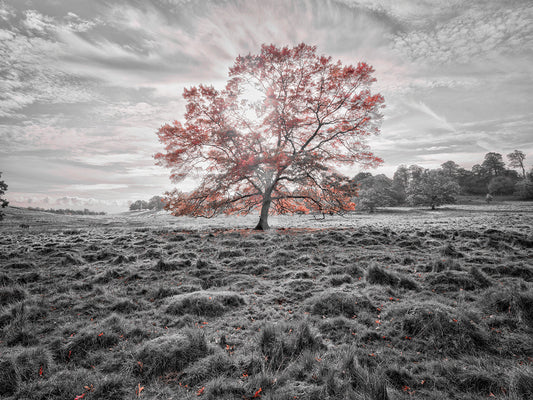 Trees 089X