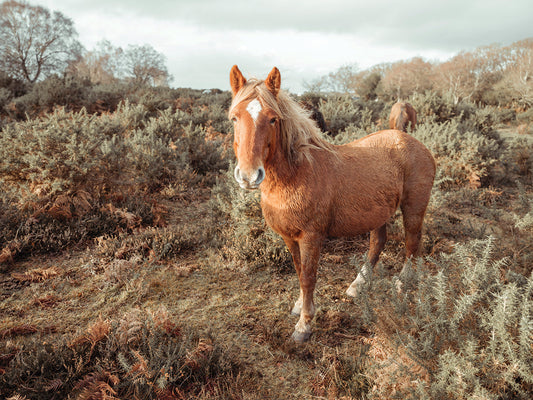 Horses 801C01