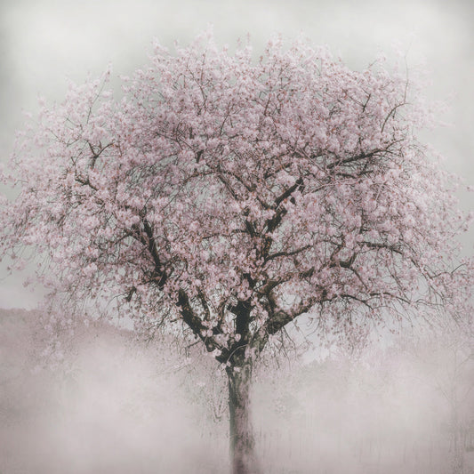 Blossoms of Spring IV